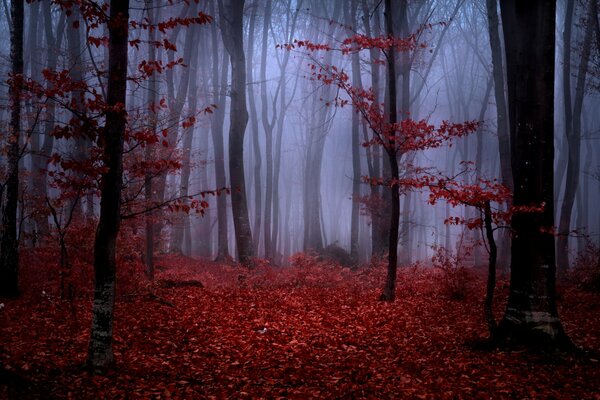 Nebbia nella foresta autunnale. Foglie rosse