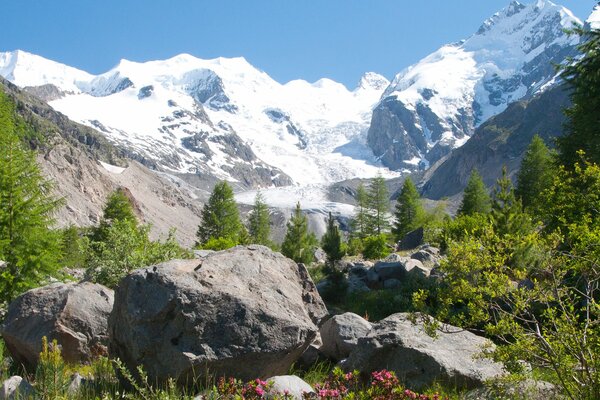 Snow-capped peaks among rocks and flowers