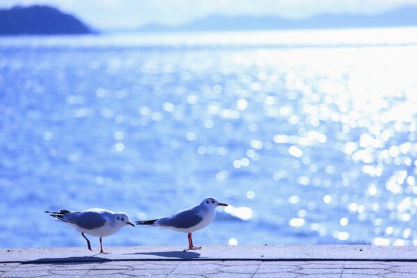 En clima cálido, las gaviotas salieron al mar la luz del sol da un resplandor en el agua