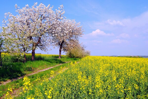 Champ sans fin avec des fleurs jaunes et des arbres en fleurs