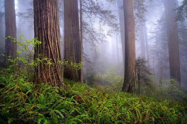 Brouillard dans la forêt. Herbe verte