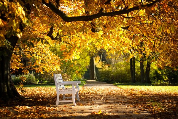 White bench in the autumn park