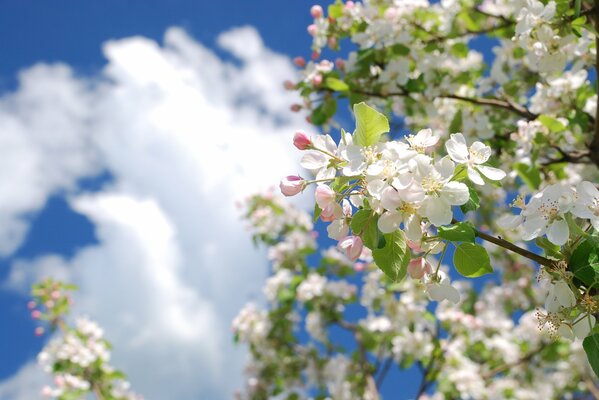 Ramo di melo in fiore in primavera