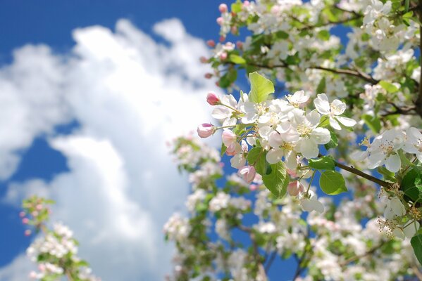 Kwitnąca gałąź jabłoni na wiosnę