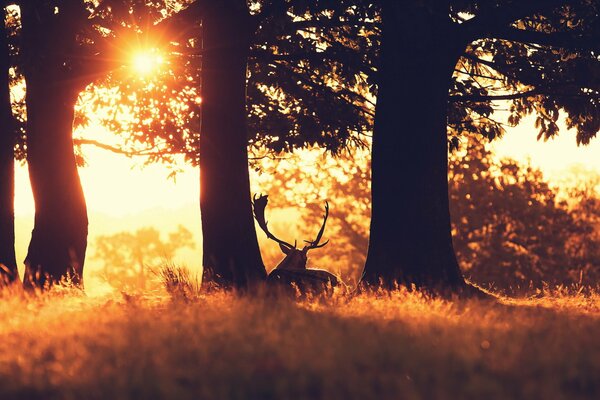 Coucher de soleil d été parmi les animaux dans la forêt