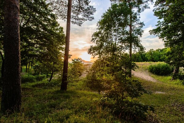 Chemin à travers la forêt au lever du soleil