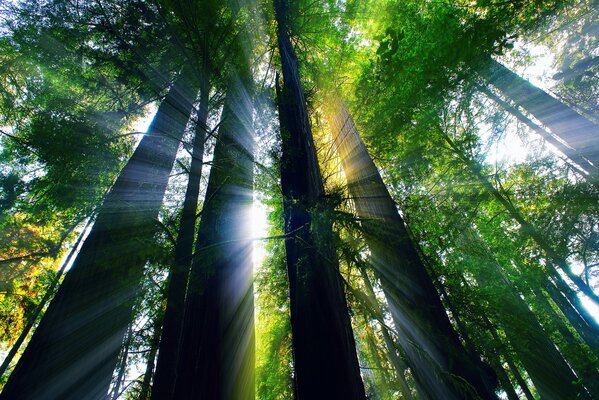 Свет лучей солнца в лесу калифорнии