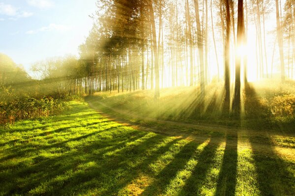 Los rayos del sol iluminan el bosque verde