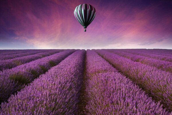 Ballon sur un champ de lavande