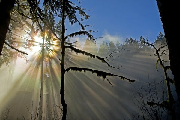 Belle lueur du soleil dans la forêt de printemps