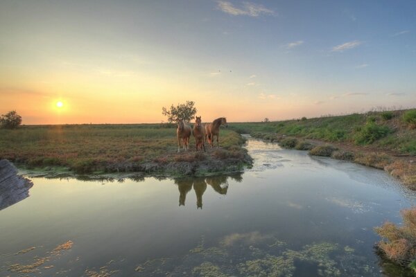 Drei Pferde stehen bei Sonnenuntergang am Ufer der Wasserstelle
