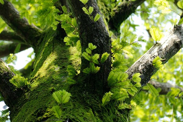 En el árbol verde musgo, ramas y hojas