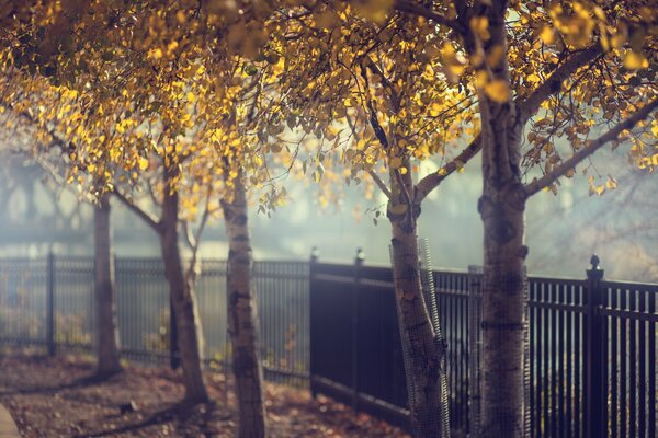 Birch trees with yellow leaves along the fence