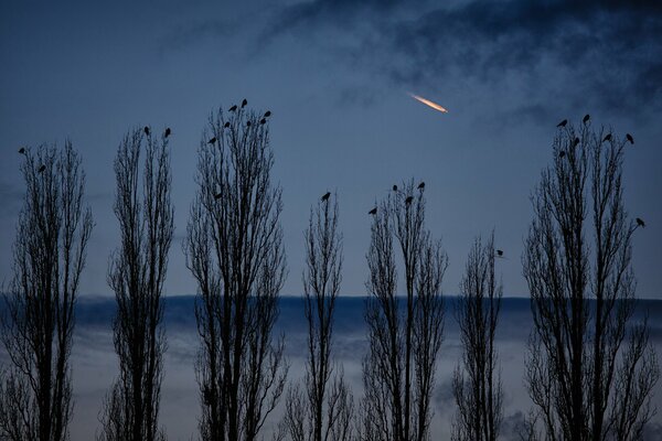 Crows sit on the tops of bare poplars