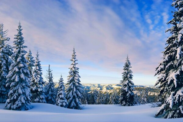 Cielo blu nella foresta invernale