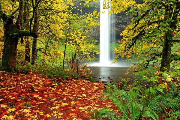 Caduta delle foglie nella foresta autunnale, bellissimi colori delle foglie autunnali, cascata