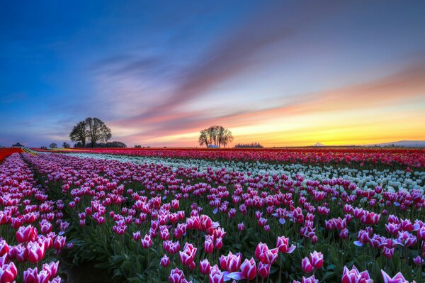 Rosa Tulpen und ein mehrfarbiger Sonnenuntergang