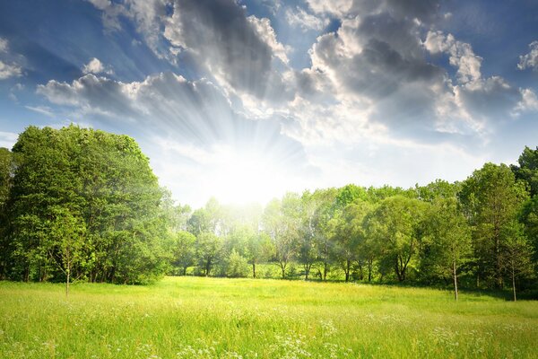 Radura verde tra gli alberi sotto il sole limpido