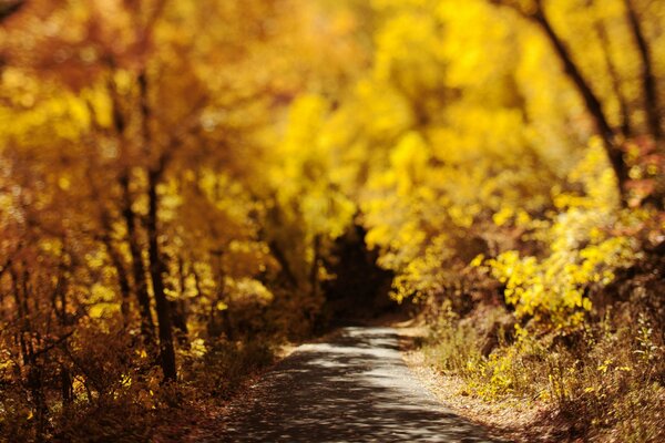 Die Straße, die in den Herbstwald führt