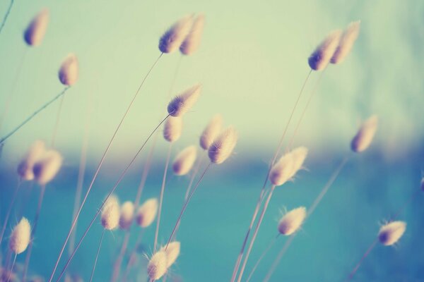 Grass seeds close-up