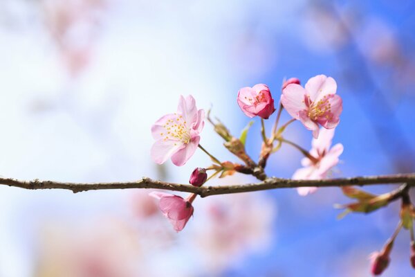 Pink cherry blossoms bloomed on a horizontal branch