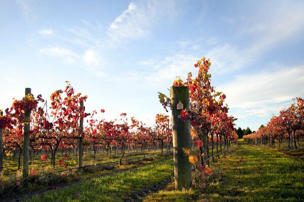 There is not a cloud in the blue sky, beautiful weather for vineyards