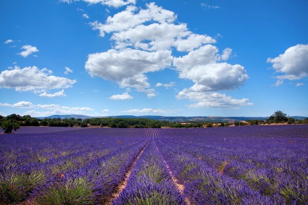 Provenza francesa. Campo de lavanda