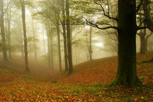 Fog in the forest in autumn. Trees without leaves