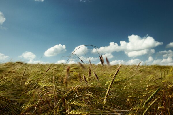 Ähren im Feld bei strahlendem Sonnenschein