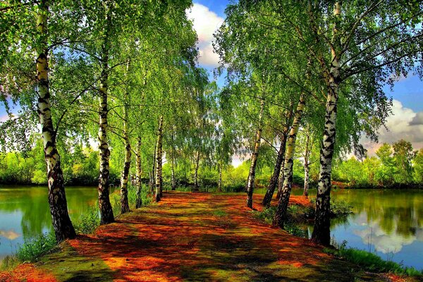 Arbres au printemps près de la rivière