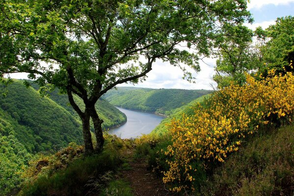 Rivière parmi les collines et les fleurs jaunes