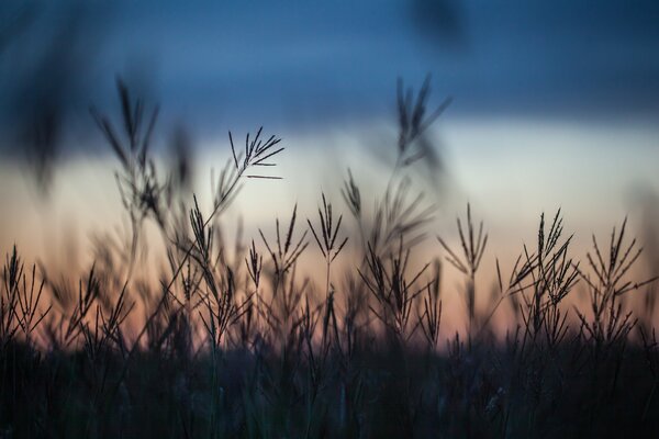 Evening sunset in the field in autumn