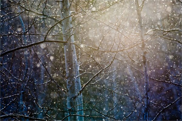 Tree branches through the snow