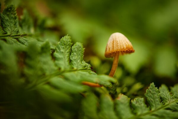 Green fern and small mushroom