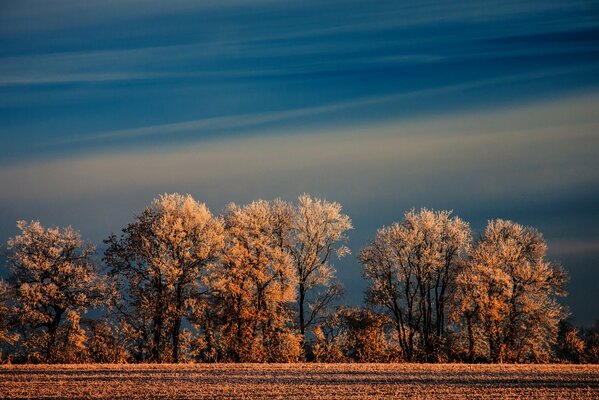 Natur Bäume 5a blauer Himmel Hintergrund