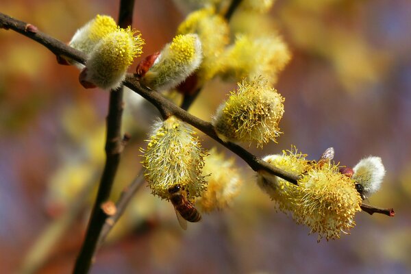 Saule jaune. Abeille sur une branche