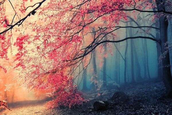 Fog in the forest at sunset in autumn