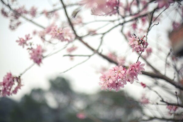 Rami di sakura con fiori rosa