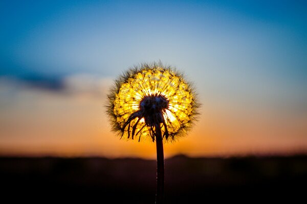 Dandelion on the background of sunset