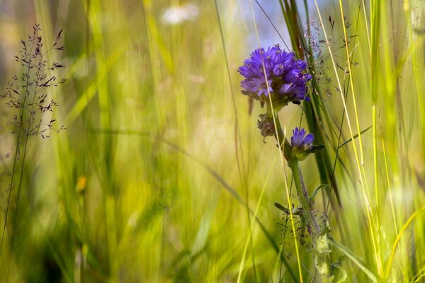 Flower field on a summer morning