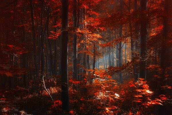 Otoño. En los árboles en el bosque, hojas rojas