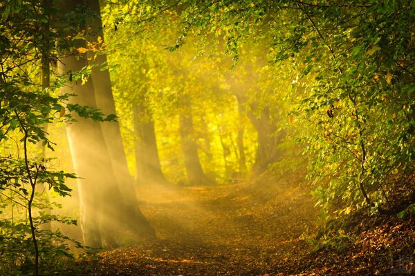 Słońce w zielonym jesiennym lesie