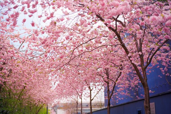 Im Frühling blühende rosa Kirschblüten