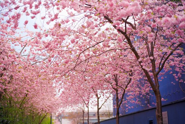 Kwitnące wiosną różowe sakury