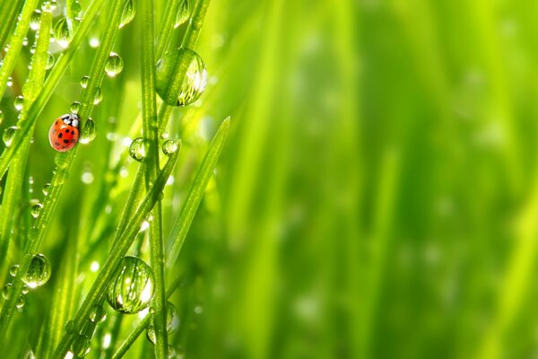 Gros plan de la rosée du matin et de la nature éveillée après la pluie