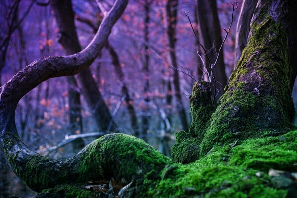 Forêt de fées avec beaucoup d arbres recouverts de mousse