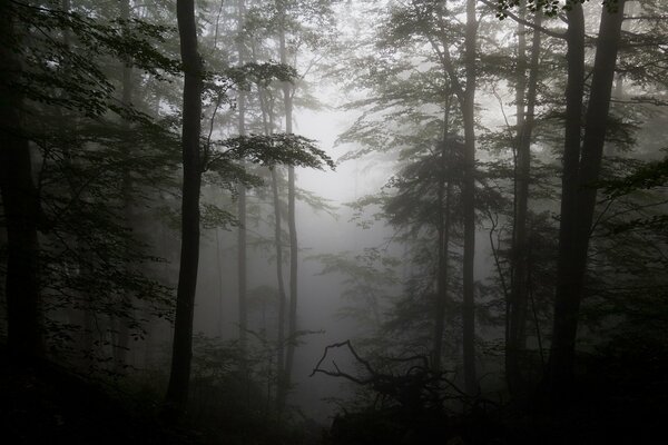 Silhouetten von Bäumen im Nebel im Wald