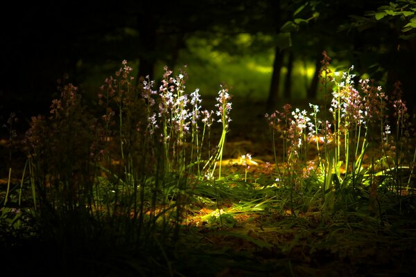 Ein Lichtstrahl im dunklen Wald