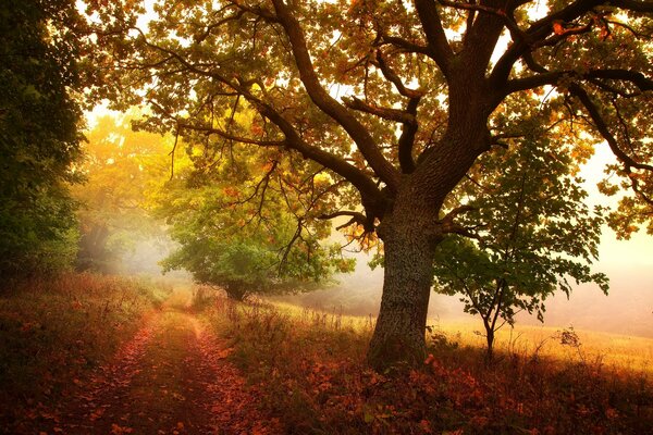 Camino rural en la franja de otoño