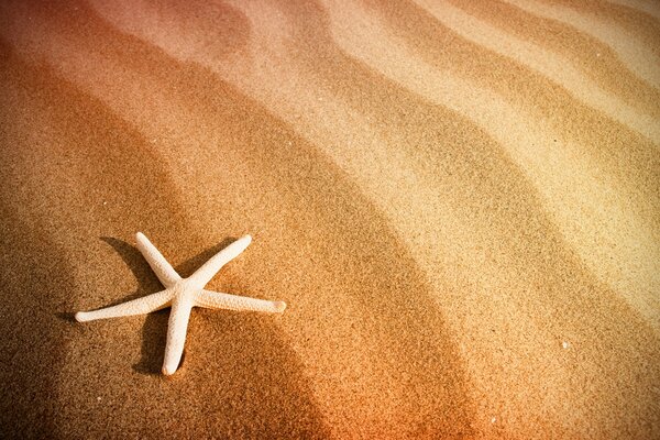 Estrella de mar en la playa de arena